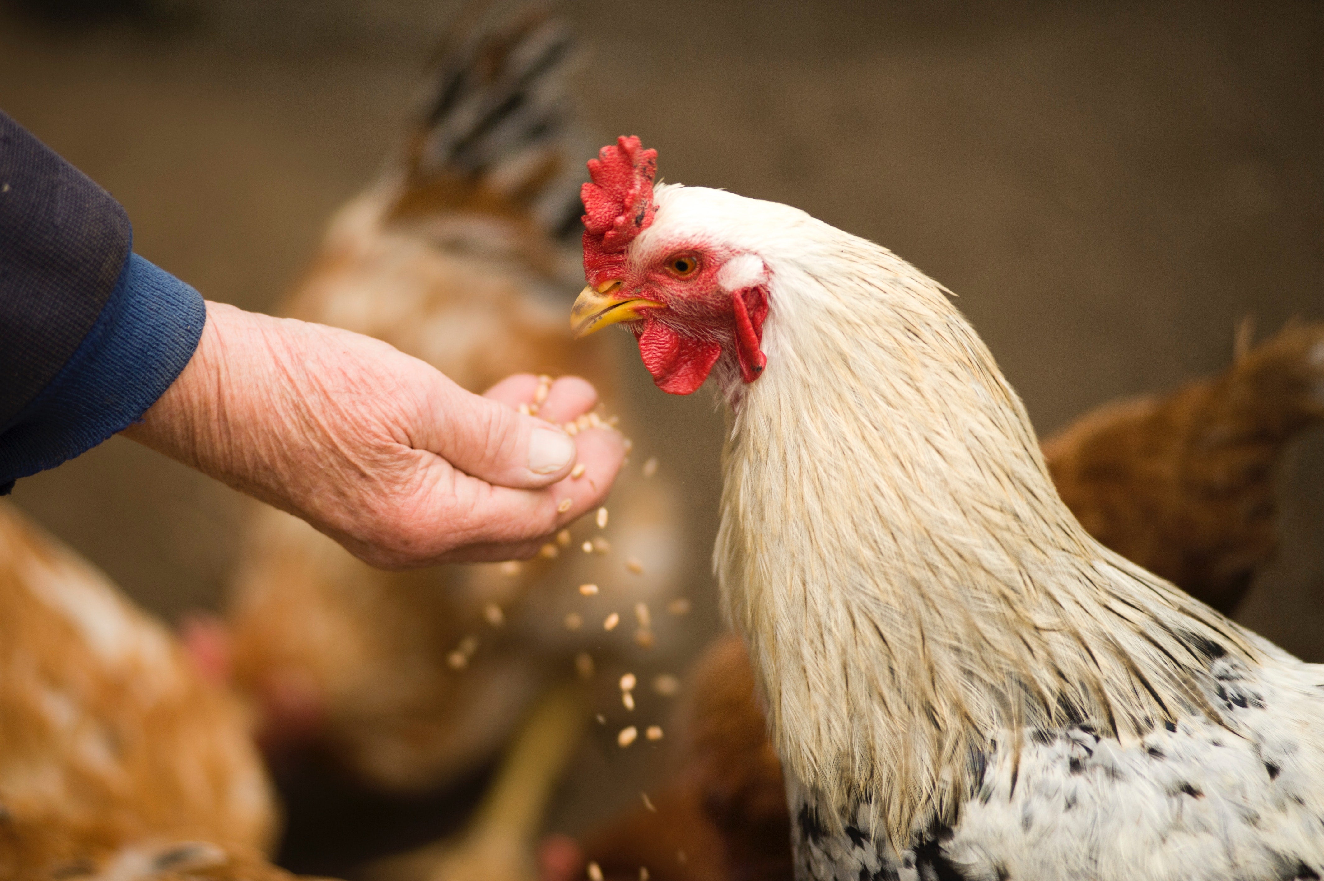Feed & Animal Nutrition